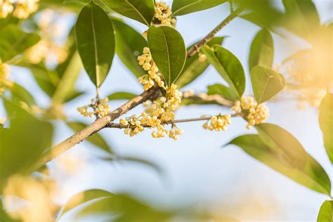 月桂 桂花